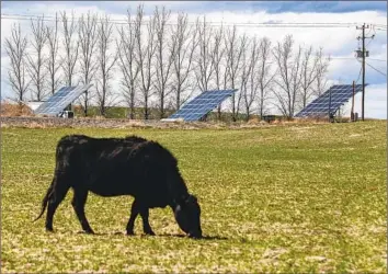  ?? ?? IDAHOANS love their great outdoors, their rivers and wilderness preserves as well as hunting grounds. Above, cows graze in Bruneau, Idaho, surrounded by solar panels on Russ Schiermeie­r’s farm in April.