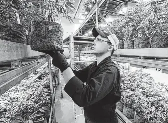  ?? Steven Senne / Associated Press ?? Head grower Mark Vlachos tends to cannabis plants at Sira Naturals medical marijuana cultivatio­n facility in Milford, Mass.