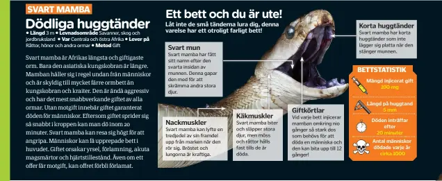  ??  ?? Svart mamba har fått sitt namn efter den svarta insidan av munnen. Denna gapar den med för att skrämma andra stora djur. Svart mamba kan lyfte en tredjedel av sin framdel upp från marken när den rör sig. Bröstet och lungorna är kraftiga. Vid varje bett injicerar mamban omkring nio gånger så stark dos som behövs för att döda en människa och den kan bita upp till 12 gånger!