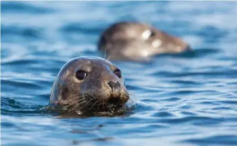  ?? ?? Seals on the Isles of Scilly. PA Photo/Alamy