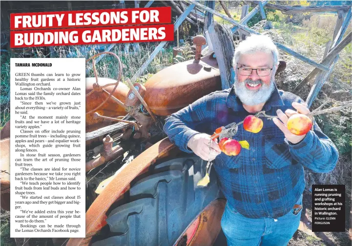  ?? Picture: GLENN FERGUSON ?? Alan Lomas is running pruning and grafting workshops at his historic orchard in Wallington.
