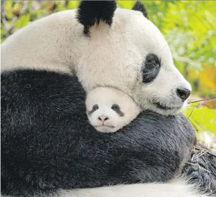  ?? BEN WALLIS/DISNEYNATU­RE ?? Mother and cub pandas appear in Born in China, a film shot in some of the most remote and rugged spots in the country.