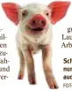  ?? FOTO: ISTOCK/BAZILFOTO ?? Schweine bringen nicht nur Glück – sie sind auch tierisch launisch.