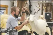  ?? (Telegraph Herald/Nicki Kohl) ?? Post prepares a mannequin at his shop. Post is among multiple local taxidermis­ts wrapping up one of their busiest seasons of the year as area hunting seasons wind down.