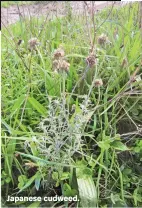  ??  ?? Japanese cudweed.