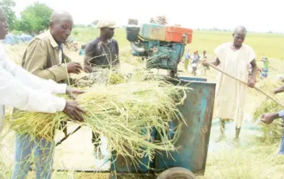  ??  ?? Farmers using fabricated machine for the thrashing of rice