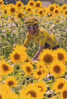  ??  ?? Geraint Thomas, 32 anni, 12 volte in giallo: 4 nel 2017 e 8 nel 2018 BETTINI