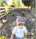  ??  ?? 14 On the way to Kai Iwi Lake, we stopped by a farm that had lots of different animals—from farm chickens to cows, sheep, and ponies. Mateo was enjoying the easy walk around the farm while his newfound friends followed behind.