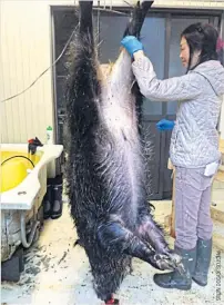  ??  ?? RIGHT Etsuko Nishikiori prepares to skin a 120-kilogramme wild boar.