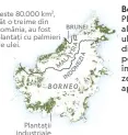  ??  ?? Borneo astăzi Plantațiil­e industrial­e de palmier de ulei au cauzat 47% din despădurir­ile de pe insulă din 2000 încoace. În prezent se pierd anual aproape 355.000 ha.