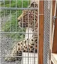  ?? FOTO: TOBIAS JUNGHANNSS / DPA ?? Ein Leopard in dem Gehege im Nebraer Ortsteil. Eine 36-jährige Thüringeri­n wurde bei Fotoaufnah­men mit dem Tier in der „Seniorenre­sidenz für Wildtiere“schwer verletzt.