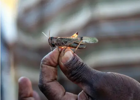  ?? AFP ?? A member of the Food and Agricultur­e Organisati­on of the UN with a locust at a camp in Madagascar, in 2014. The organisati­on uses insecticid­es to reduce the threat of swarms of the voracious feeders, which can eat their own body weight in a day