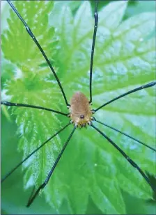  ??  ?? A harvestman, its tiny fat body suspended by extremely long, gangly legs.