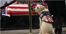  ?? AP ?? MAN’S BEST FRIEND: Sully, former President George H.W. Bush's service dog, pays his respect to President Bush as he lies in state at the Capitol in Washington yesterday.