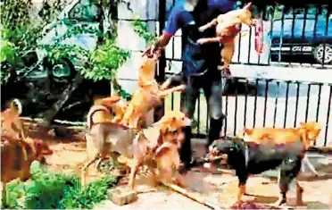  ?? ?? Free at last: some of the dogs rescued from the bungalow in port dickson.