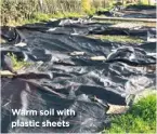  ??  ?? Warm soil with plastic sheets