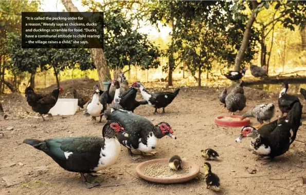  ??  ?? “It is called the pecking order for a reason,” Wendy says as chickens, ducks and ducklings scramble for food. “Ducks have a communal attitude to child rearing – the village raises a child,” she says.