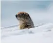  ?? THE CANADIAN PRESS ?? Arctic ground squirrel