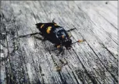  ?? VANESSA R. LANE VIA AP ?? Burying beetles scout for a dead mouse or bird, dig a hole and bury it, pluck its fur or feathers, roll its flesh into a ball and cover it in goop — all to feed their future offspring.