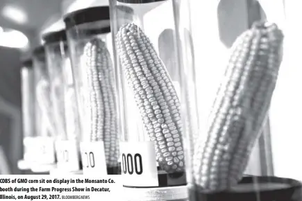  ?? BLOOMBERG NEWS ?? COBS of GMO corn sit on display in the Monsanto Co. booth during the Farm Progress Show in Decatur, Illinois, on August 29, 2017.