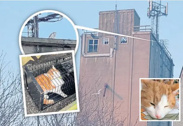  ?? ?? SAFE AT LAST: The stranded cat was lowered in a cage from the roof of the former flour mill after being stuck for more than two weeks.