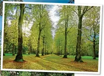  ??  ?? ROYAL FAVOURITE:
The Carpet Garden at Highgrove, left. Above: Batsford Arboretum