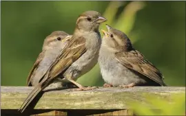  ?? HELEN DAVIES — GETTY IMAGES ?? House sparrows could be admired for their ability to survive and thrive in a land not their own, but they also can cause a lot of havoc, driving away native birds, eating all the bird seed, and even killing birds they perceive as interloper­s in their territory.