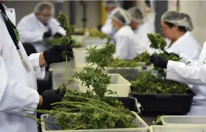  ?? HELEN H. RICHARDSON / THE DENVER POST FILE ?? HEY, BUD: Trimmers sort and trim marijuana plants at the LivWell Enlightene­d Health cultivatio­n facility in Denver, Colo. Buds were the most popular product last week, according to the Cannabis Control Commission.