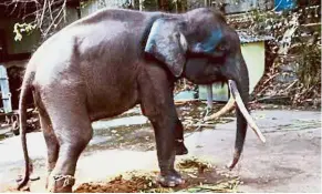  ??  ?? Sad end: The pygmy elephant that was rescued from a plantation in Lahad Datu 13 years ago, died on June 27 due to unexplaine­d causes.