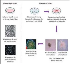  ??  ?? 2D in vitro model vs 3D in vitro model. Image courtesy of Dr Morris.