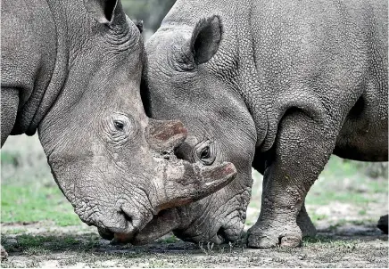  ??  ?? Rhinoceros­es leave very specific ‘‘posts’’ about themselves at communal defecation sites, according to new research.