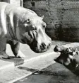  ?? Foto: Zoo Berlin, dpa ?? Ein früher Held des Zoos: Flusspferd Knautschke (links).