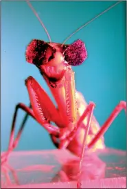  ?? Newcastle University ?? A praying mantis wears tiny 3-D glasses during an experiment to determine whether it sees in three dimensions. Researcher­s at Newcastle University in Britain concluded that, yes, they do.
