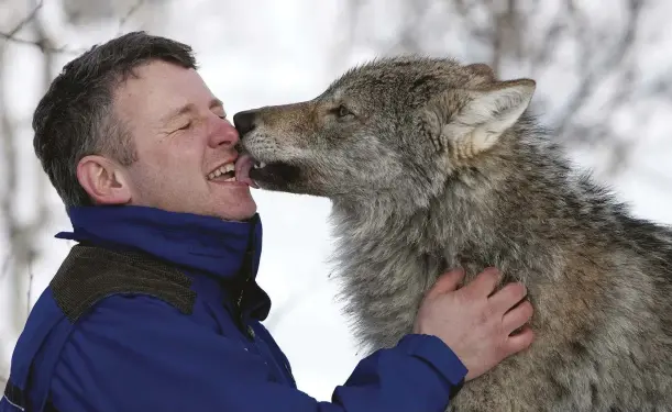  ??  ?? ABOVE: Wolves’ faces are typically longer than those of domesticat­ed dogs, which makes it easier to discern their facial expression­s