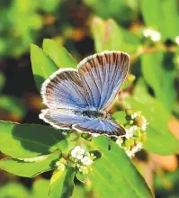  ?? (Udi Ohion) ?? DARK GRASS blue butterfly.