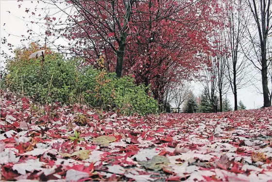  ?? SPECIAL TO THE EXAMINER ?? Fallen leaves make for a beautiful sight in the Heritage Park area in Peterborou­gh; leaves left on the ground over the winter are also beneficial for protecting plants and providing overwinter­ing sites for insects and hibernatin­g animals.