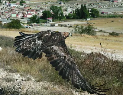  ?? EDUARDO MARGAERTO/ICAL ?? Suelta de un águila real en tierras palentinas curada en el Centro de Recuperaci­ón de Animales Silvestres de la Junta