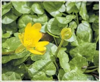  ??  ?? Lesser celandine (Ranunculus ficaria) or fig buttercup features deceptivel­y pretty buttercup-like yellow flowers and glossy, heart-shaped leaves that form ground hugging rosettes — weed them out now before they set seed.