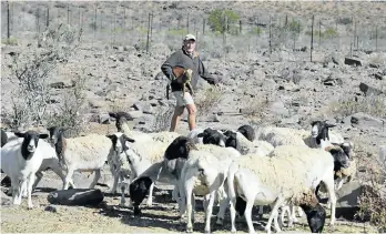  ??  ?? Farmer Jaco Samper has more on his mind than the virus. He needs to protect his flocks from predators and the drought.