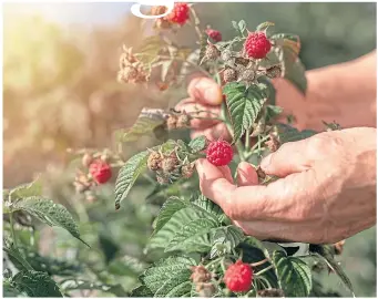  ?? ?? Pick raspberrie­s as part of preparatio­ns for windy weather this winter