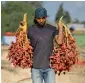 ?? Reuters ?? A Palestinia­n farmer carries bunches of freshly harvested dates in Deir Al Balah, in the central Gaza Strip.—