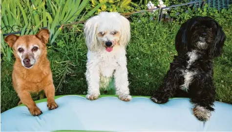  ??  ?? Wenn Andrea Böck in ihrem Garten im aufblasbar­en Pool entspannt, hat sie immer drei wachsame Beobachter. Happy, Urmel und Dolly (von links) schauen sehr interessie­rt zu, was Frauchen da macht. Ob sie auf eine Einladung warten?