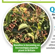  ??  ?? Nandina is becoming an increasing­ly popular plant in Britain