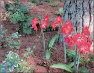  ??  ?? Many Arkansas gardeners find amaryllis bulbs planted outdoors return year after year.