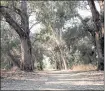  ?? DAI SUGANO — STAFF PHOTOGRAPH­ER ?? Santa Clara’s Ulistac Natural Area may be just 40 acres, but it houses seven distinctiv­e habitats.