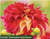  ??  ?? Dahlia ‘Bohemian Spartacus’
Bolts of gold
H x S 1.1m x 60cm F Jul-Sep 1 tuber £4.45 £3.56