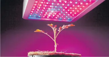  ?? DREAMSTIME ?? LED growing lights are an innovation for seed-starting, home-grow kits. They draw much less power than fluorescen­t lights.