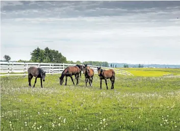  ?? BOB TYMCZYSZYN/STANDARD STAFF ?? In a pastoral scene, a team of horses graze in the slightly overcast weather Wednesday at a farm in west St. Catharines.