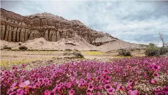  ?? California State Parks ?? Wildflower­s bloom at Red Rock Canyon State Park this spring. Though not as spectacula­r as last year, experts say this spring will still be a great time for people to go out and enjoy blossoms.