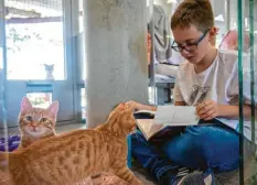  ?? Foto: Gateau, dpa ?? Katzen sind schlaue Tiere. Sie haben einen inneren Stundenpla­n. Wenn der Mensch sich ihnen anpasst, steht einer großen Freundscha­ft nichts im Weg.